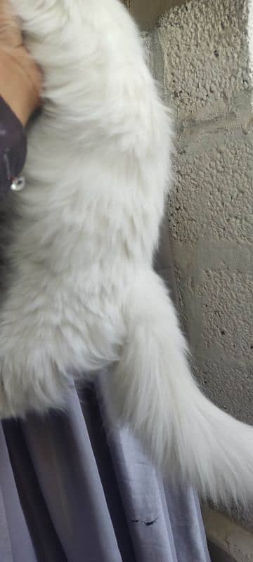 persion female cat for sale 0