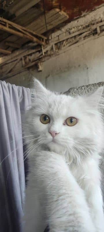 persion female cat for sale 1