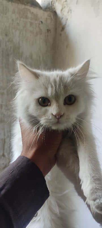 persion female cat for sale 5