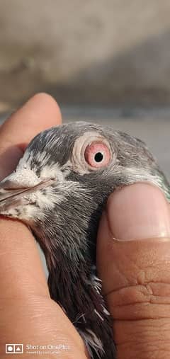 High Quality Breeder Pigeons