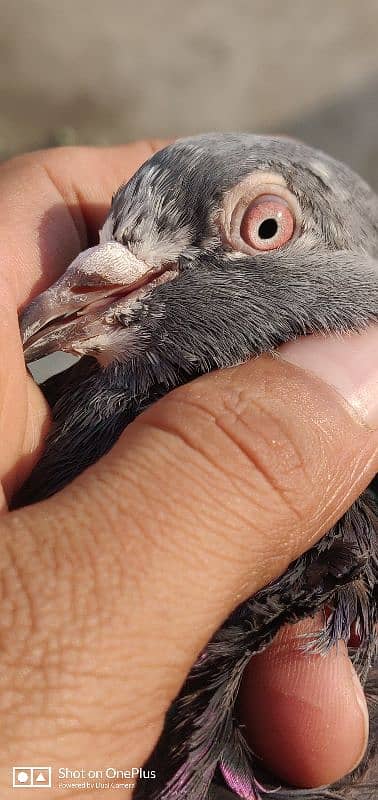 High Quality Breeder Pigeons 9