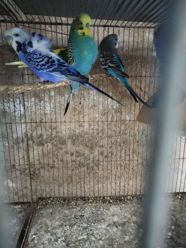 budgies for sell 1