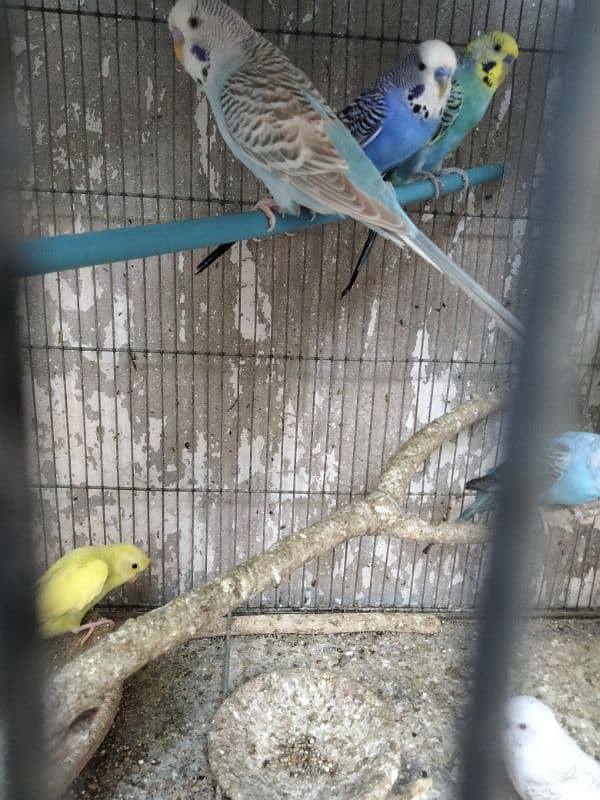 budgies for sell 2