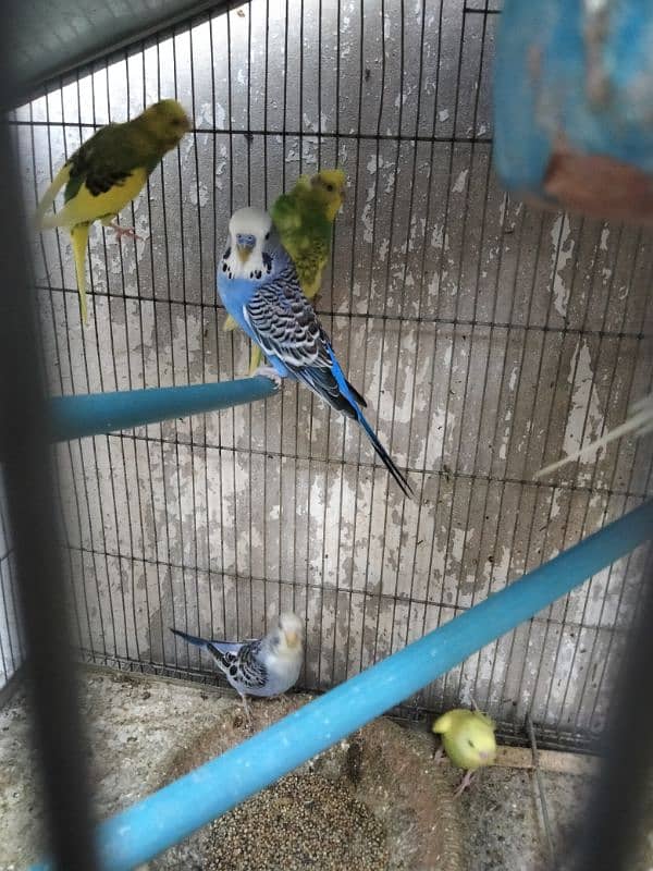 budgies for sell 3