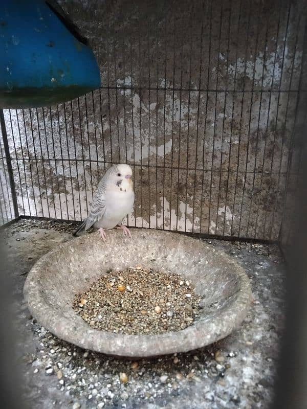 budgies for sell 4