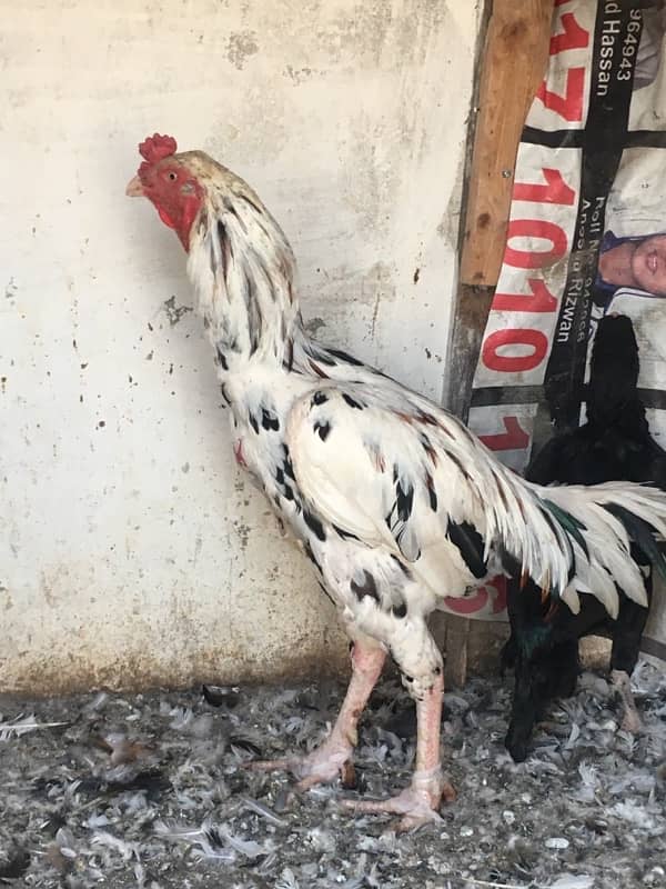 aseel murga and murgi for sale pure mianwai breed china colr 1