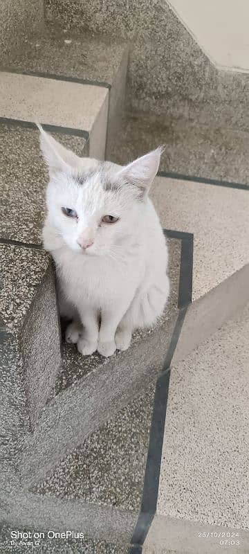 Persian White Cat Sale or Exchange with German shepherd 2