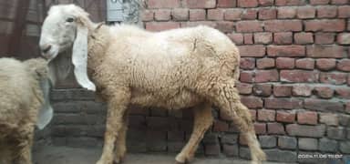 pure kajli Gabban Bhair with male baby. 03107286943