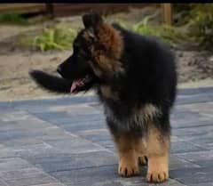 German Shepherd puppies 03238714135