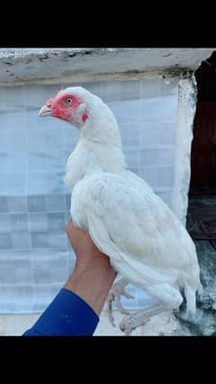 Paper white heera female 0