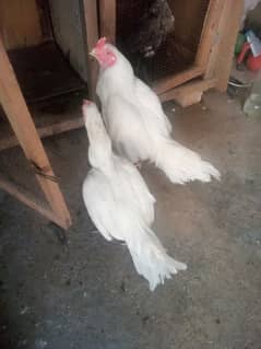 Heera pair for urgent Sale