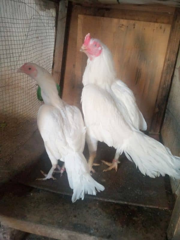 Heera pair for urgent Sale 2