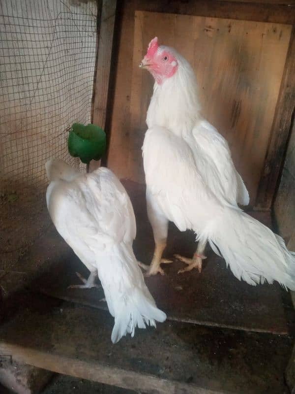 Heera pair for urgent Sale 3