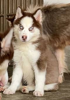 woolly coat female pup