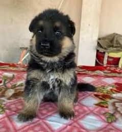 GSD For Sale German Shepherd puppy