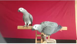 Cango African Grey Parrot