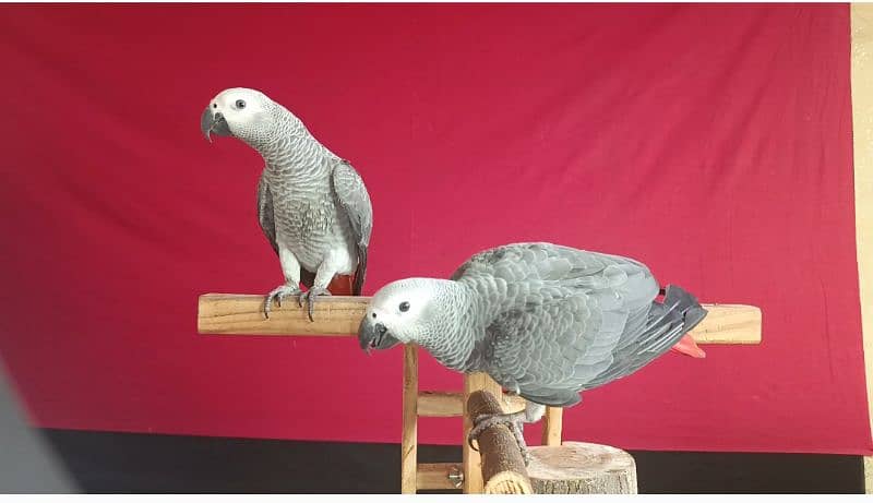 Cango African Grey Parrot 0