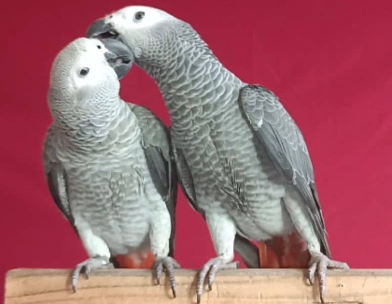 Cango African Grey Parrot 1