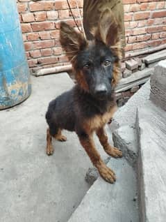 German shepherd