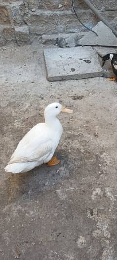 Duck Breeder Pair huge size Egg laying