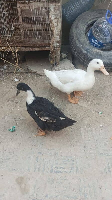 Duck Breeder Pair huge size Egg laying 1