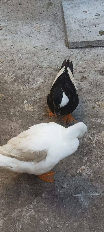 Duck Breeder Pair huge size Egg laying 2