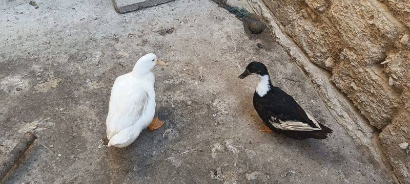 Duck Breeder Pair huge size Egg laying 3