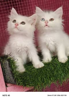 persian cat / kittens / triples coated for sale in Faisalabad