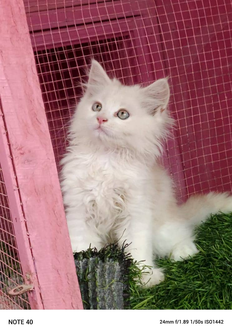 persian cat / kittens / triples coated for sale in Faisalabad 1