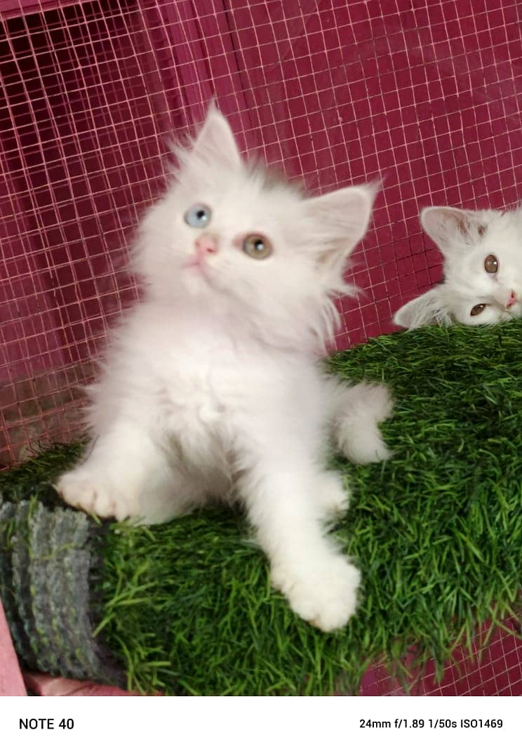 persian cat / kittens / triples coated for sale in Faisalabad 2