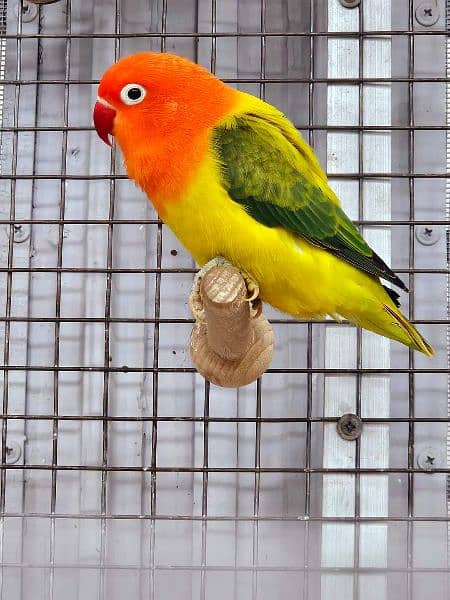 Love bird Parrot all mutation 3