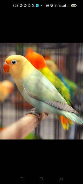 Love bird Parrot all mutation 4