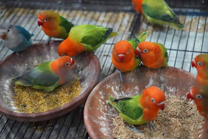 Love bird Parrot all mutation 7