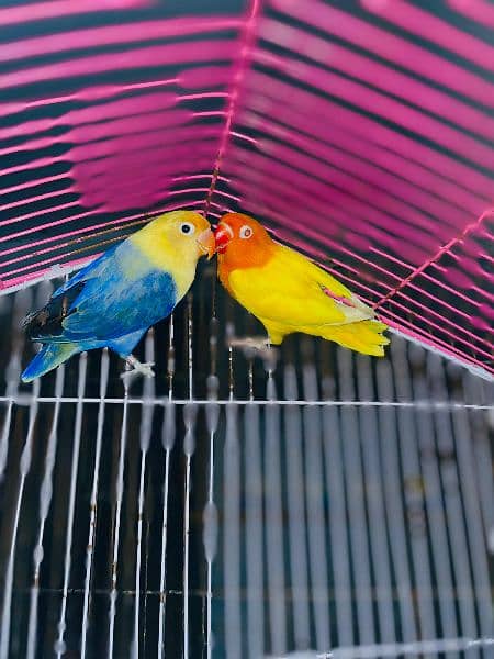 Love bird Parrot all mutation 13