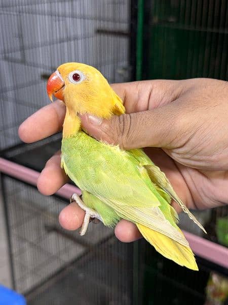 Love bird Parrot all mutation 16