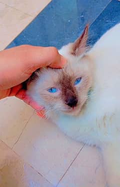 persian male cat for sale 0