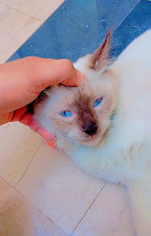 persian male cat for sale 0