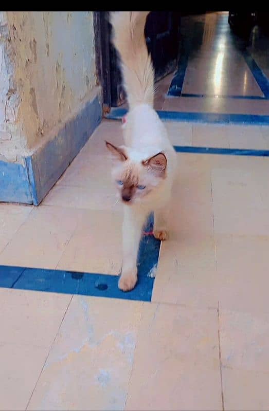 persian male cat for sale 1