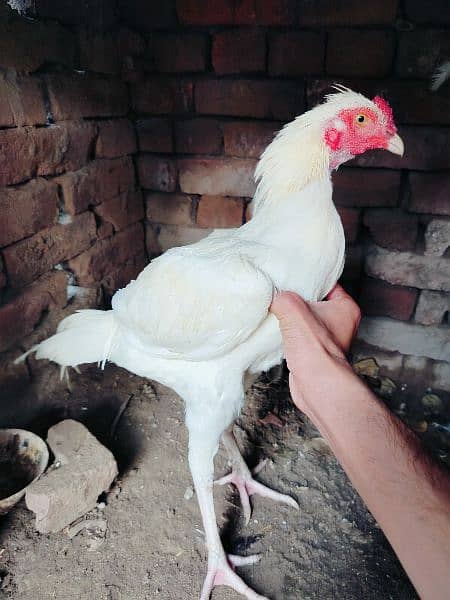 white patha for sale 5