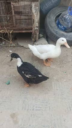 Duck Breeder Pair huge size Egg laying