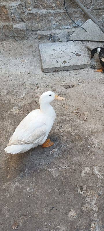 Duck Breeder Pair huge size Egg laying 3