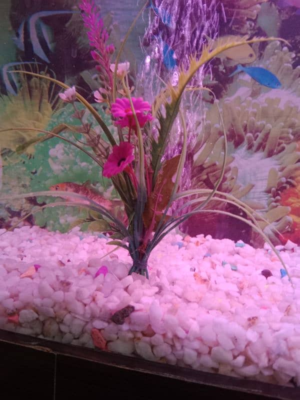 fish Aquarium 03156740541 5