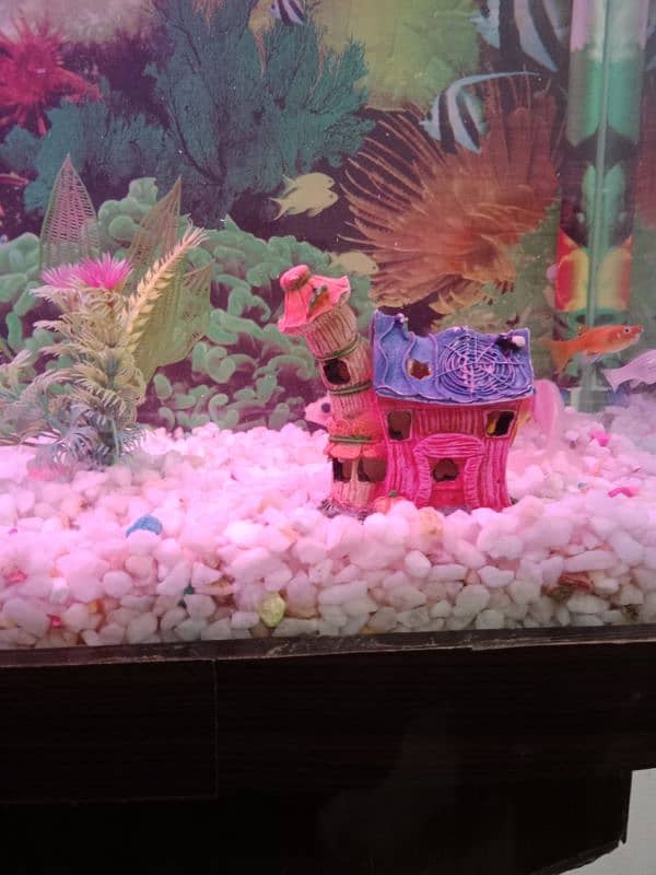 fish Aquarium 03156740541 6