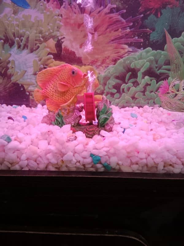 fish Aquarium 03156740541 7