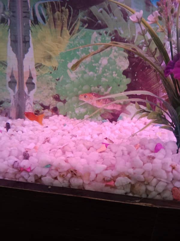 fish Aquarium 03156740541 9