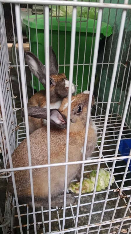 couple of rabbit 1