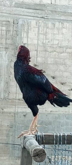 Cock