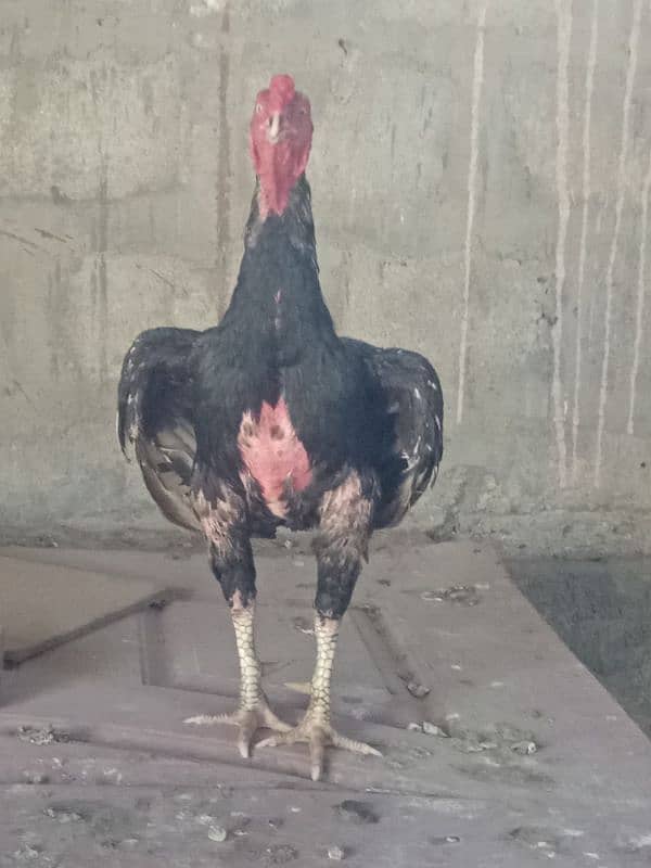 Aseal Mianwali Hen available 0