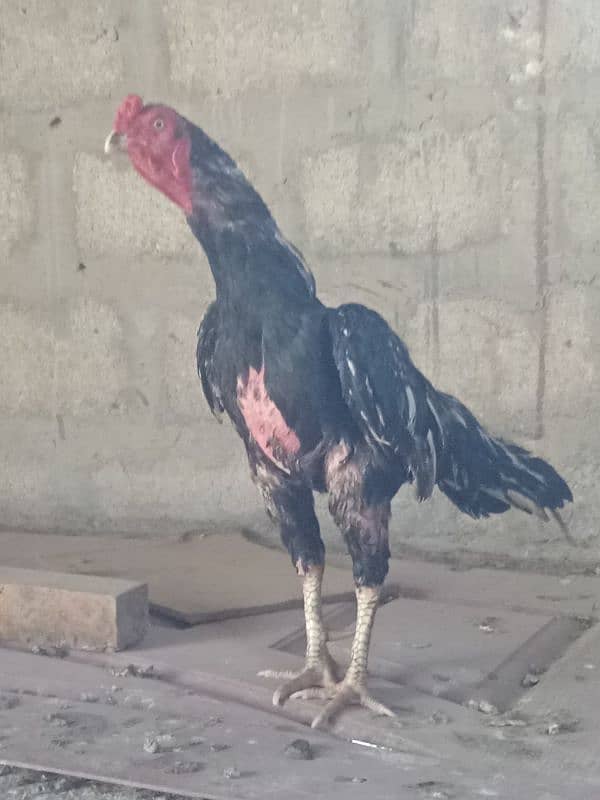 Aseal Mianwali Hen available 1