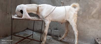 munda bakra jori